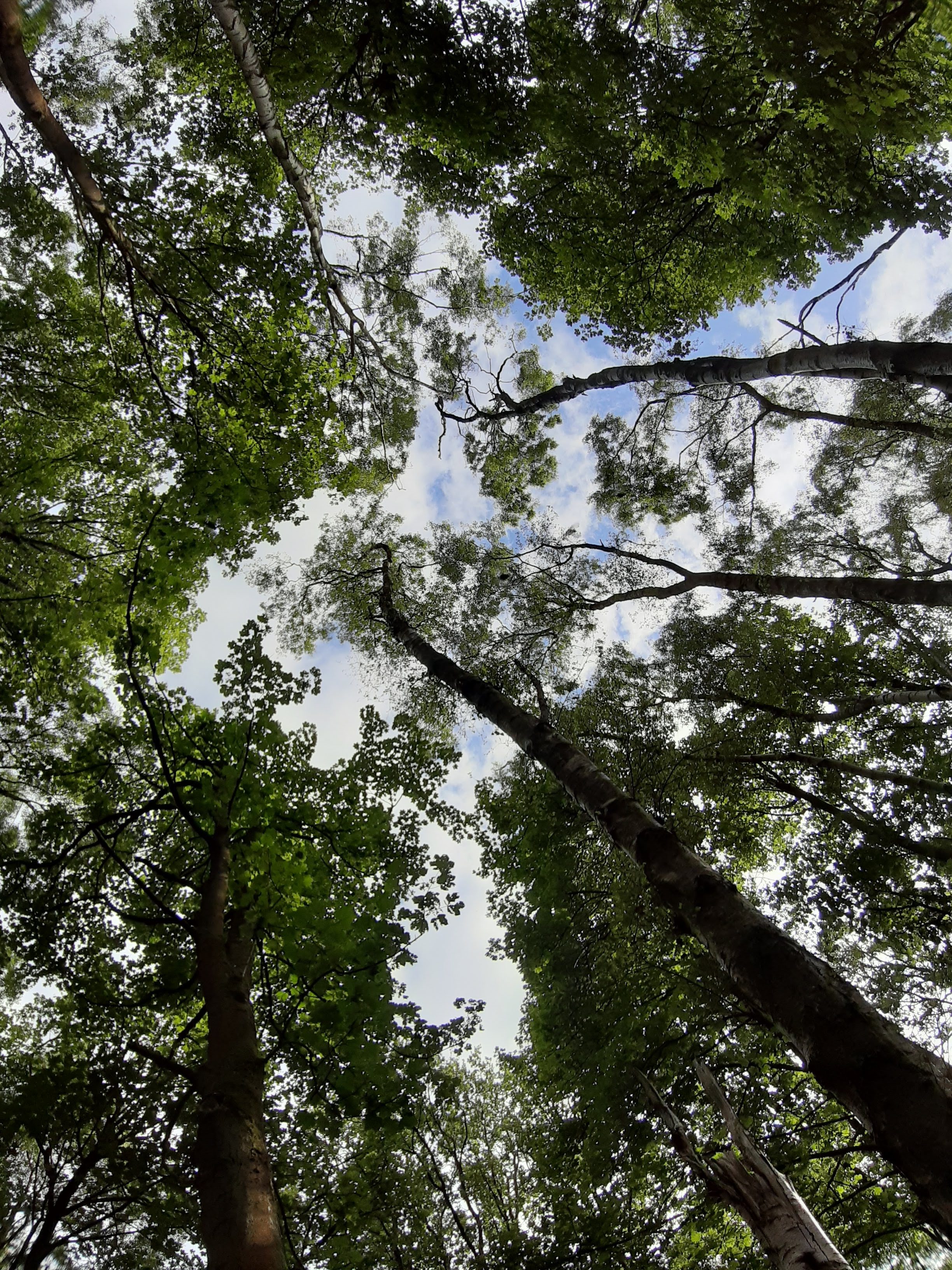 POV looking up to the sky through a canopy of trees